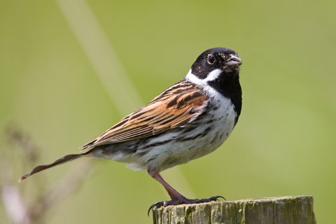 Pretty Reed bunting