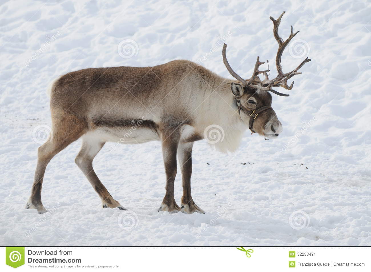 Pretty Reindeer