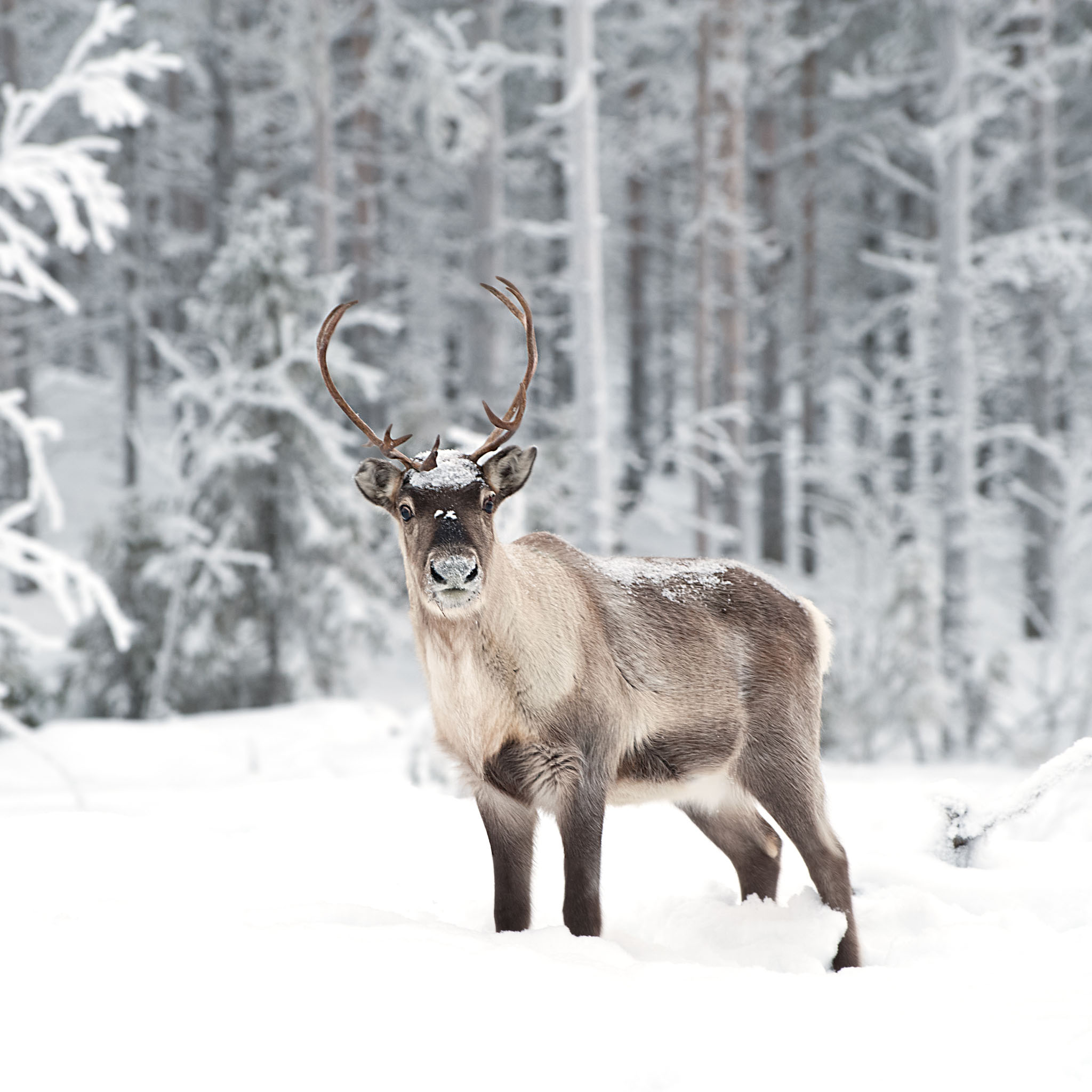 Photo Reindeer