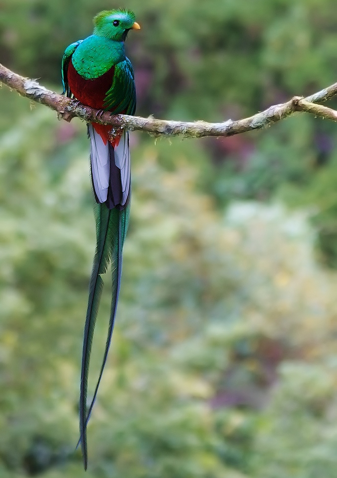 Pretty Resplendent quetzal