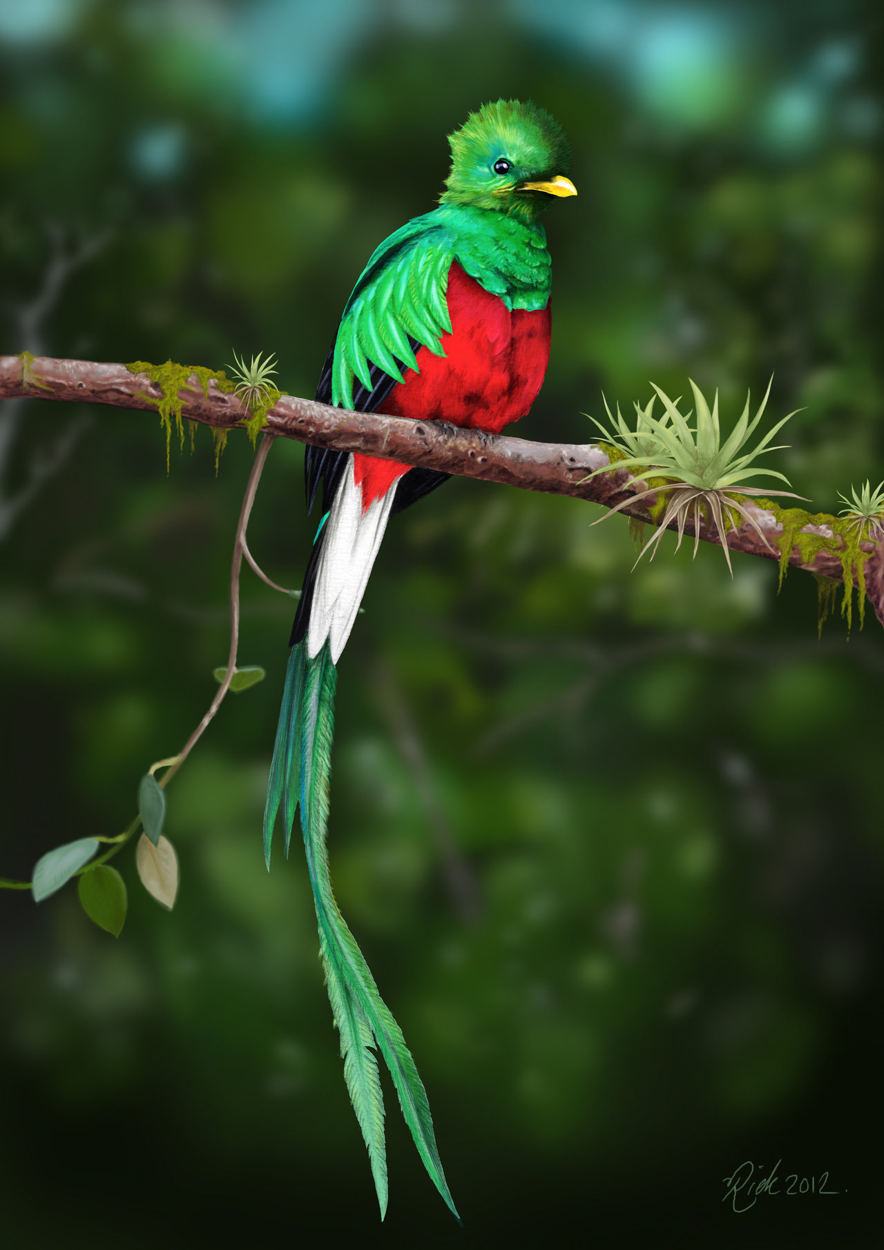 Pretty Resplendent quetzal