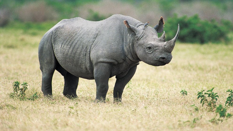 Pretty Rhino