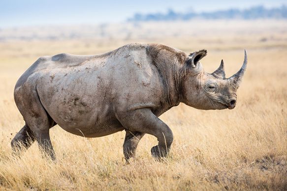Wallpaper Rhino