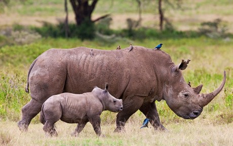 Photo Rhino