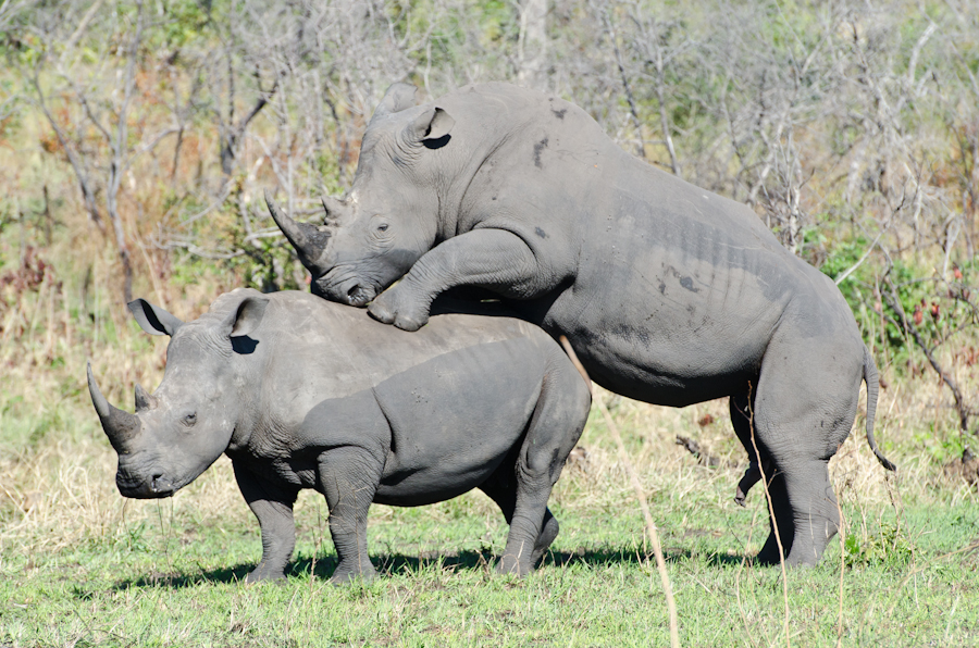 Rhino photo 