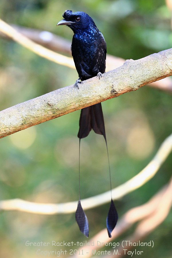 Pretty Ribbon-tailed drongo