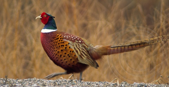 Pretty Ring-necked pheasant