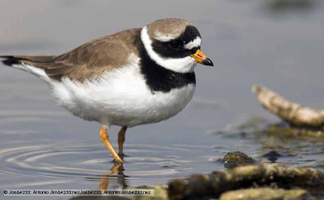 Pretty Ringed plover