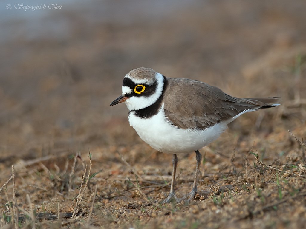 Pretty Ringed plover