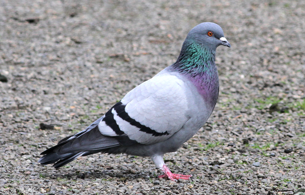 Pretty Rock pigeon