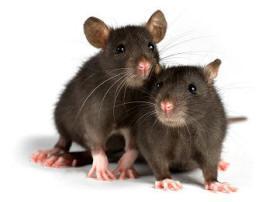Wallpaper Rodents