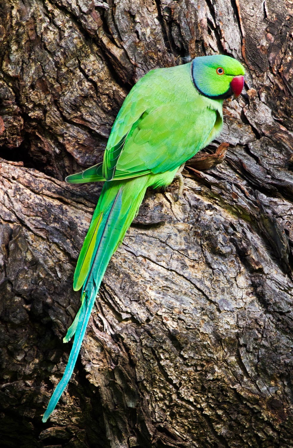 Pretty Rose-ringed parakeet