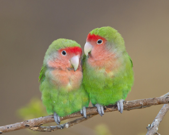 Pretty Rosy-faced lovebird