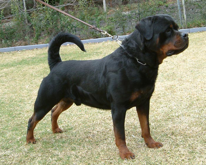 Pretty Rottweiler - Dog Breed