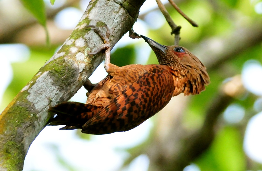 Pretty Rufous woodpecker