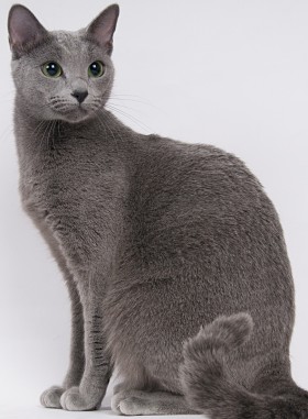 Russian Blue - Cat Breed photo 