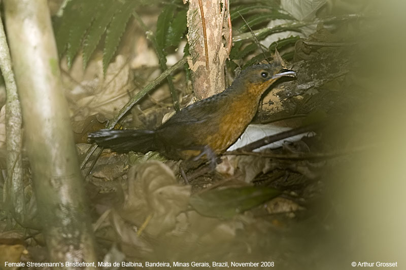 Rusty-belted tapaculo