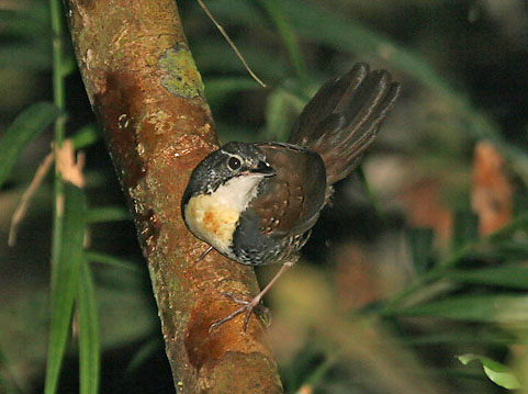 Pretty Rusty-belted tapaculo