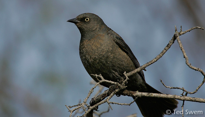 Pretty Rusty blackbird