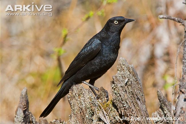 Pretty Rusty blackbird