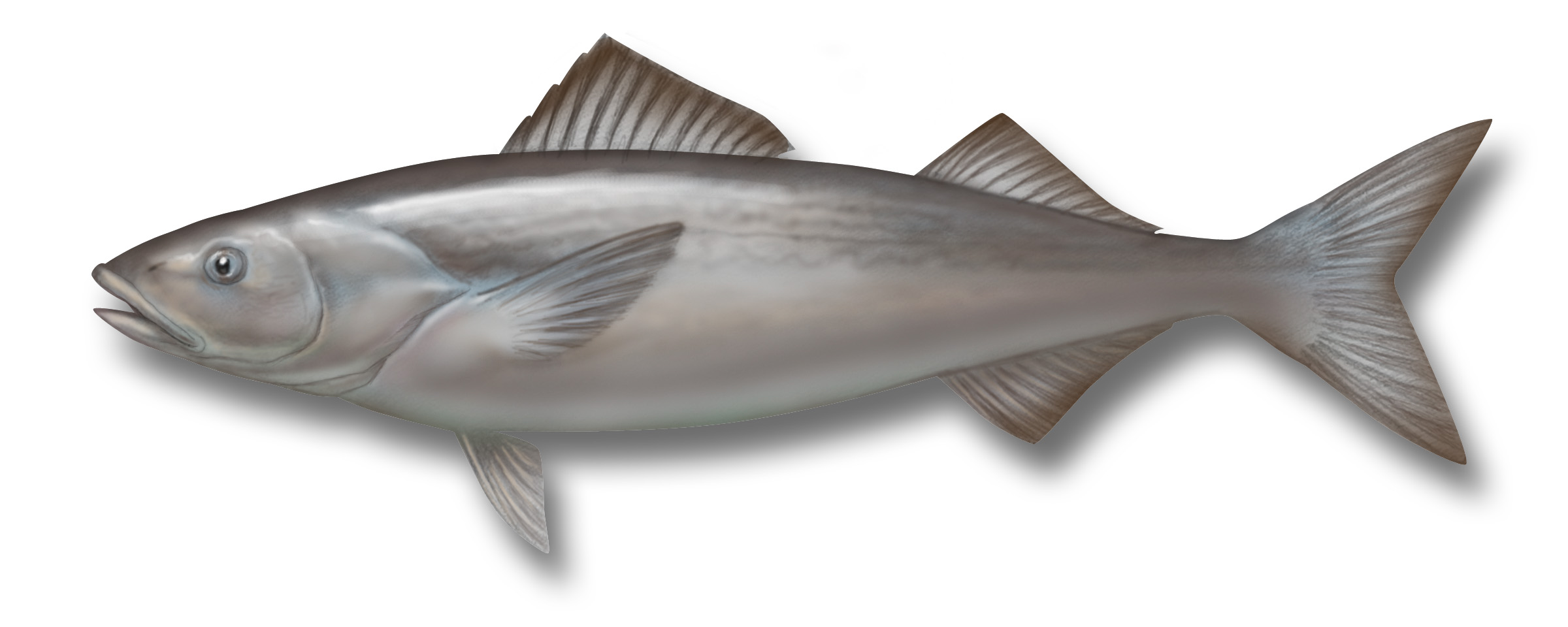 Pretty Sablefish