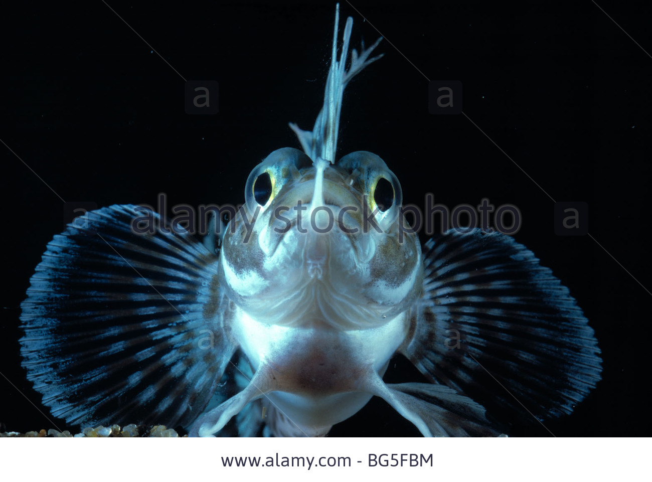 Sailfin plunderfish
