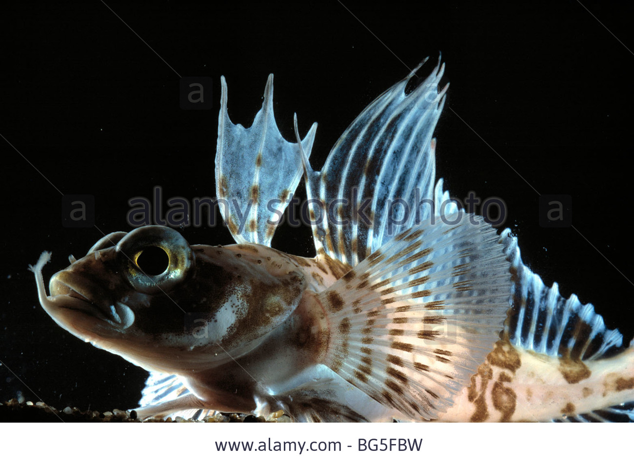 Pretty Sailfin plunderfish