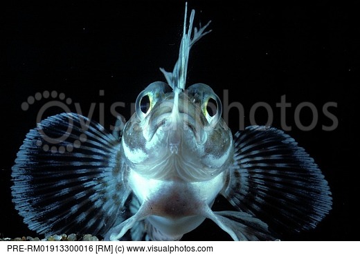 Pretty Sailfin plunderfish