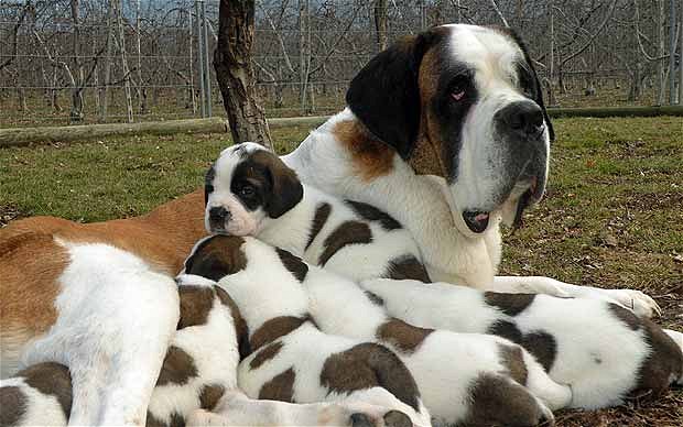 Cool Saint Bernard - Dog Breed