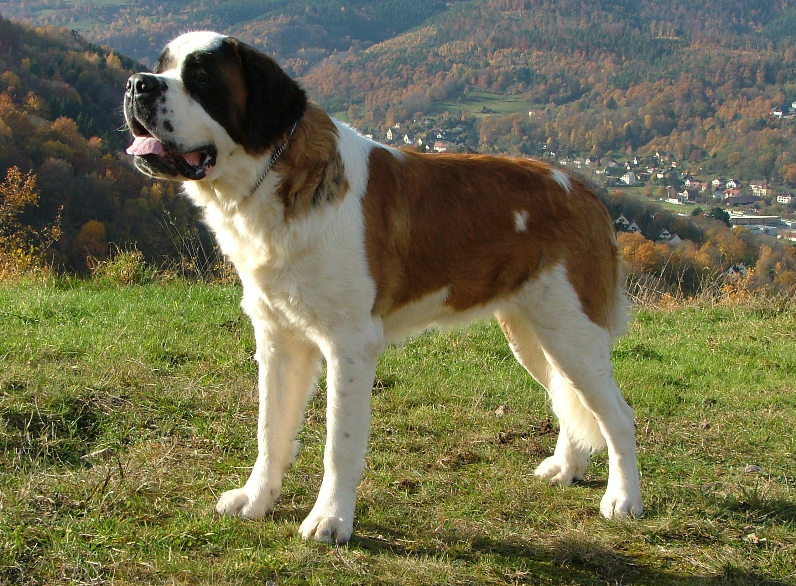 Pretty Saint Bernard - Dog Breed