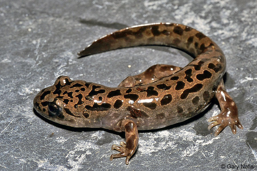 Cool Salamander and Newt