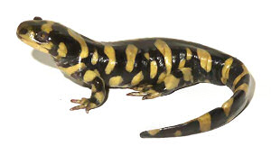 Cute Salamander and Newt