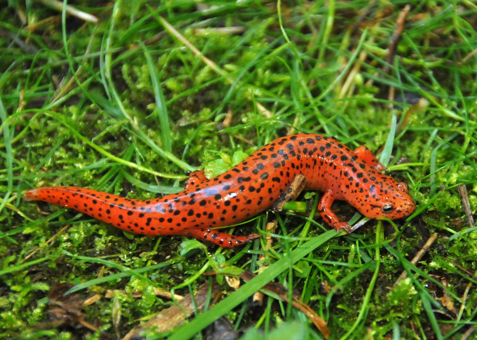 Wallpaper Salamander and Newt