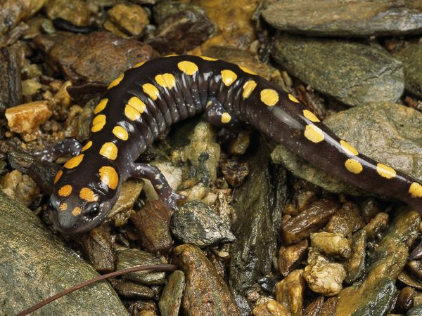 Salamander and Newt wallpaper