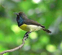 Sao Tome sunbird