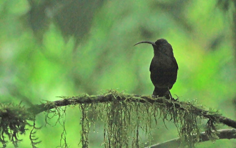 Pretty Sao Tome sunbird