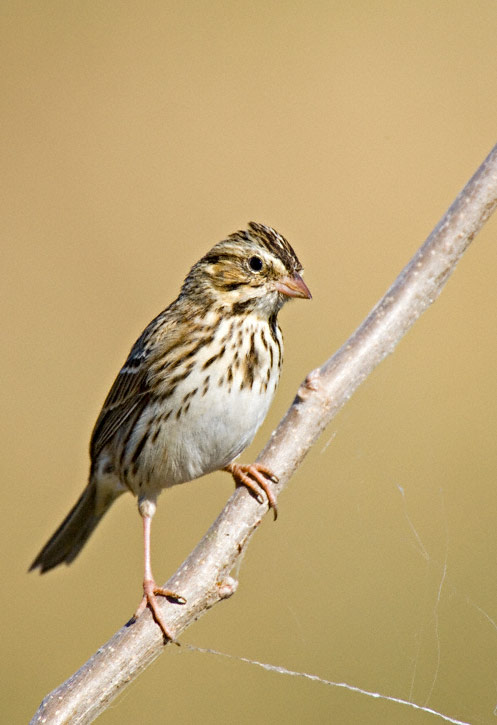Pretty Savannah sparrow
