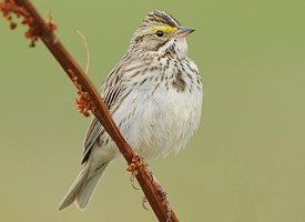 Pretty Savannah sparrow