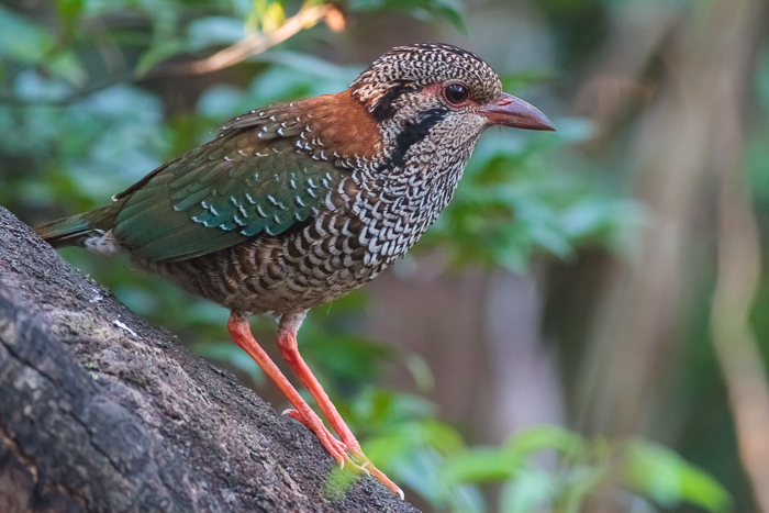Scaly ground-roller