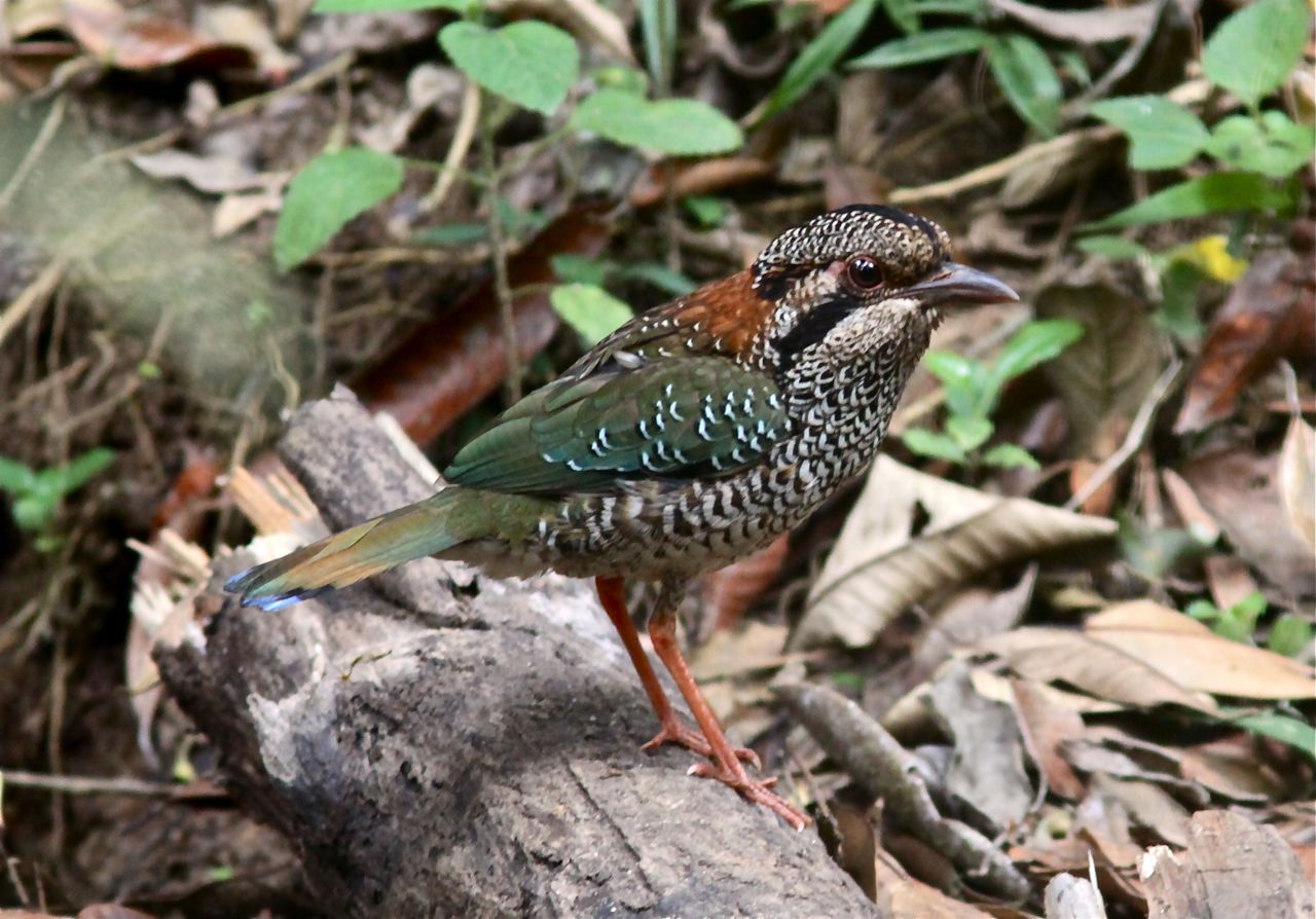 Pretty Scaly ground-roller
