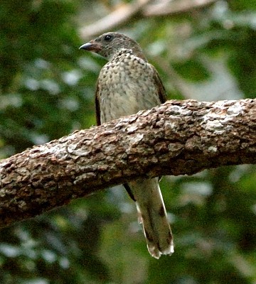 Pretty Scaly-throated honeyguide