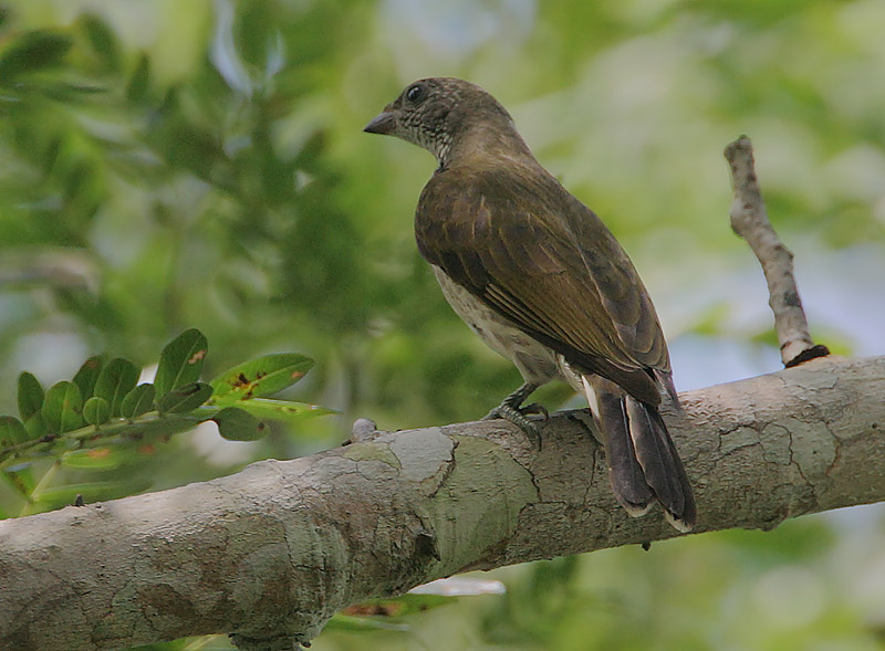 Pretty Scaly-throated honeyguide