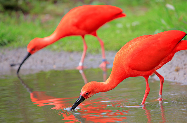 Pretty Scarlet ibis