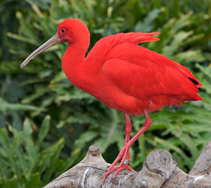 Pretty Scarlet ibis