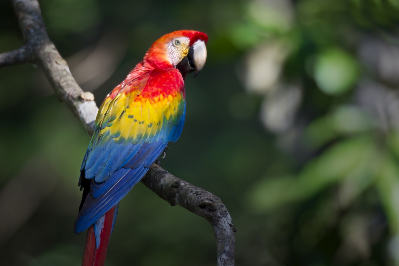 Pretty Scarlet macaw