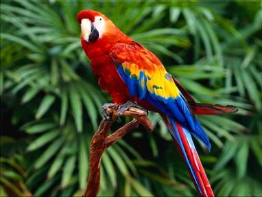 Pretty Scarlet macaw