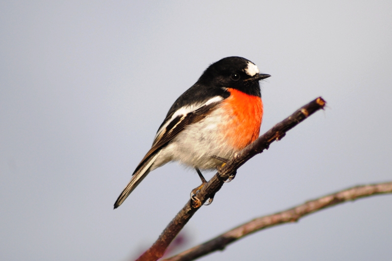 Pretty Scarlet robin