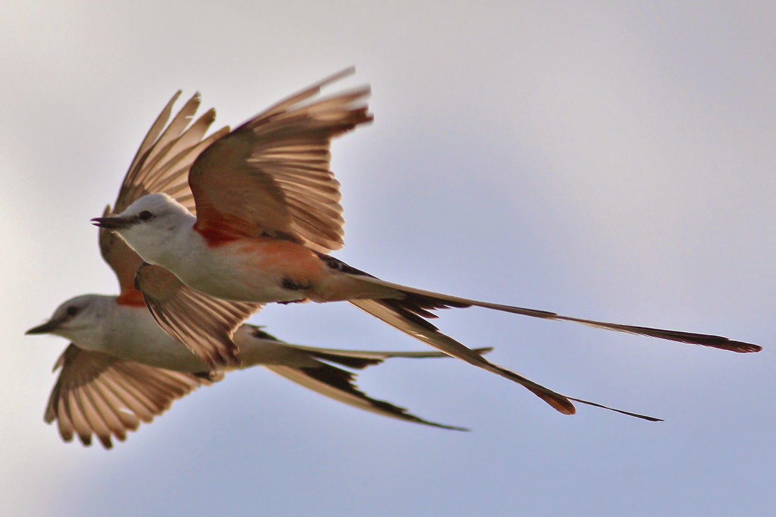 Pretty Scissor-tailed flycatcher