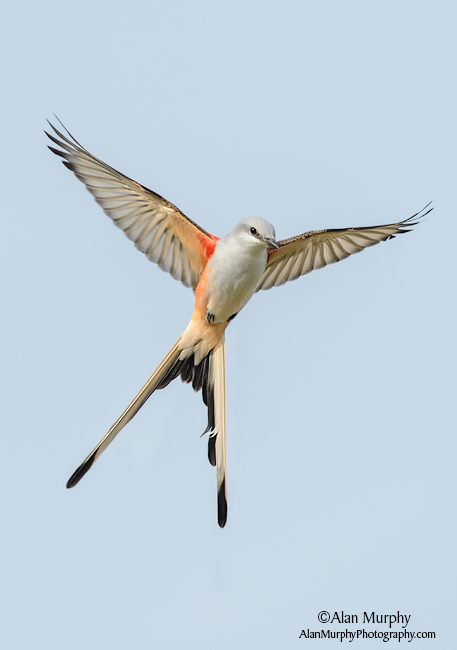 Pretty Scissor-tailed flycatcher