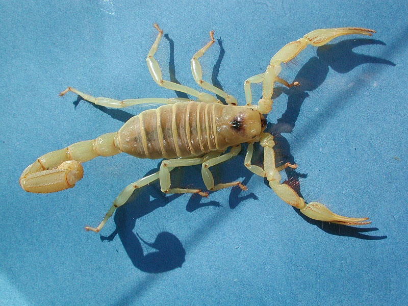 Cool Scorpions